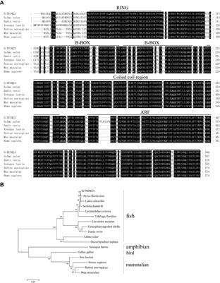 Grouper TRIM23 exerts antiviral activity against iridovirus and nodavirus